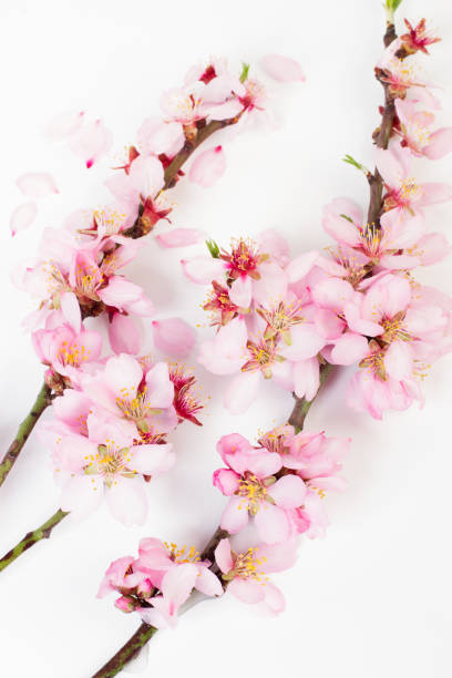istock Almond tree branches in bloom on a white background in a close up view 1211968120