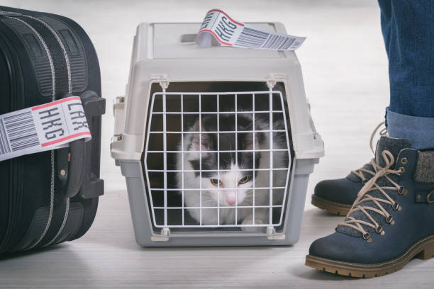 istock Cat in the airline cargo pet carrier 1211968193