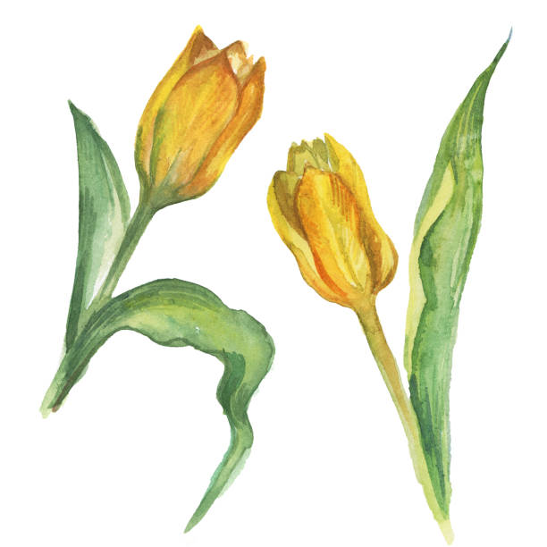 istock Yellow tulip flower. Watercolor botanical drawing. Isolated on white background 1211968244