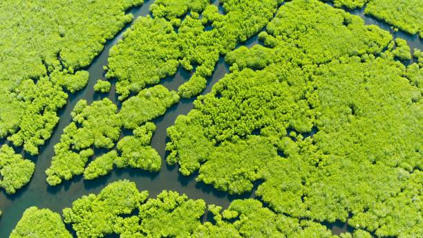 istock Aerial view of Mangrove forest and river 1211968264