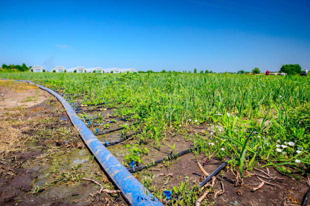 an irrigation pipes was placed on the onion plantation - construction frame plastic agriculture greenhouse imagens e fotografias de stock