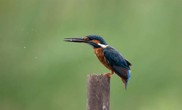 Common Kingfisher Portrait on Green Background