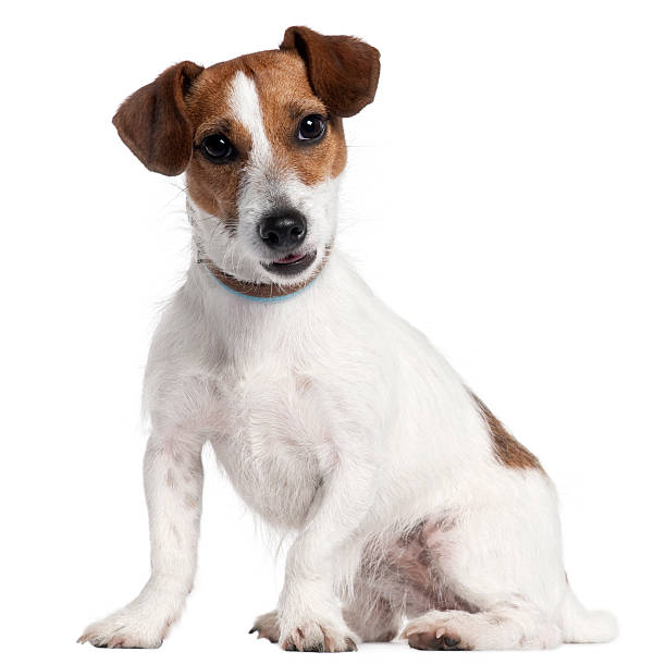 istock Jack Russel Terrier, five years old, sitting, white background. 121196895