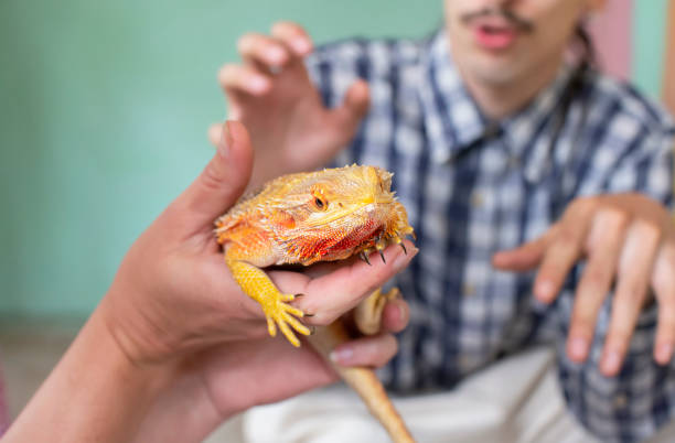 istock The yellow lizard in human hands is looking at the camera. 1211969042