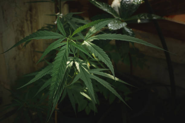 istock Hemp herbs for medicinal purposes 1211969100
