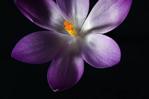 istock Purple crocus flowers on black background 1211969112