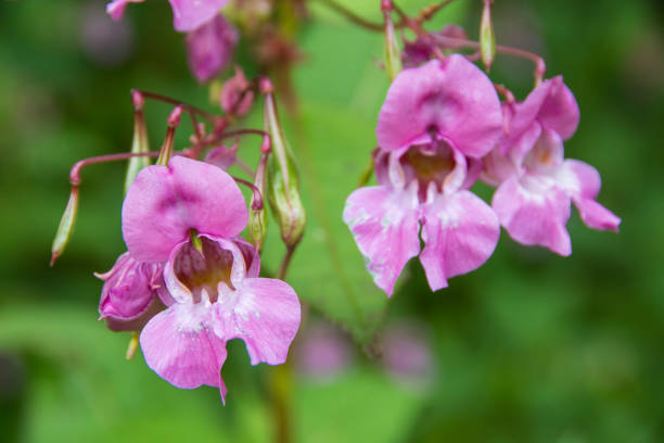 Himalayan balm Pink flowers of the Himalaya Balsam, a beautiful but invasive non-native species in English woodland ornamental jewelweed stock pictures, royalty-free photos & images