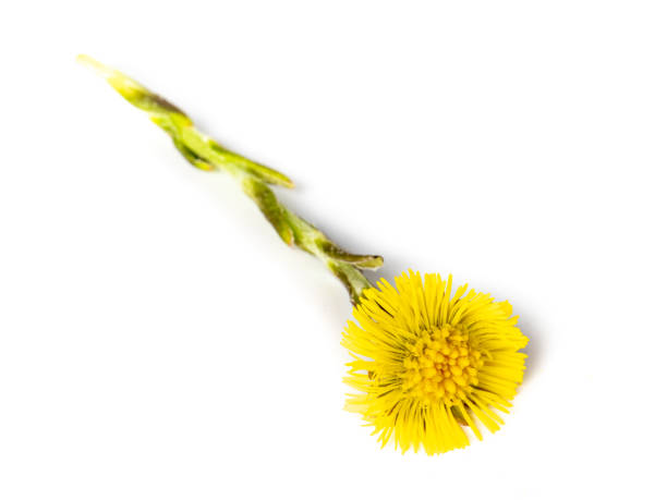 yellow Coltsfoot flower isolated background