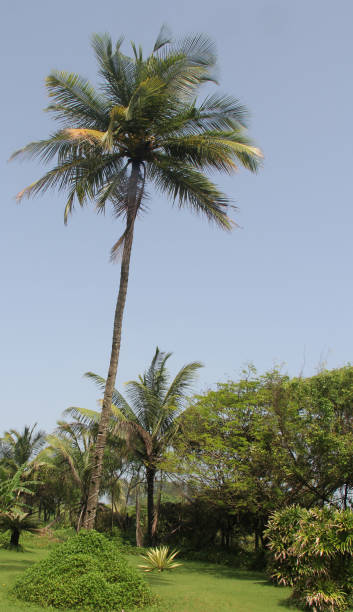 istock Coconut Trees in a Garden 1211971971