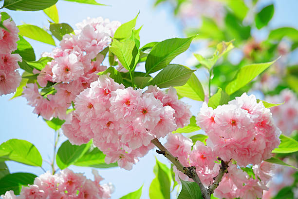 różowy abloom wiśni japońskiej (sakura) w słoneczny dzień wiosny kwiat - abloom zdjęcia i obrazy z banku zdjęć