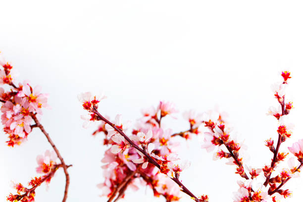 Blooming fine almond flower isolated on white background.