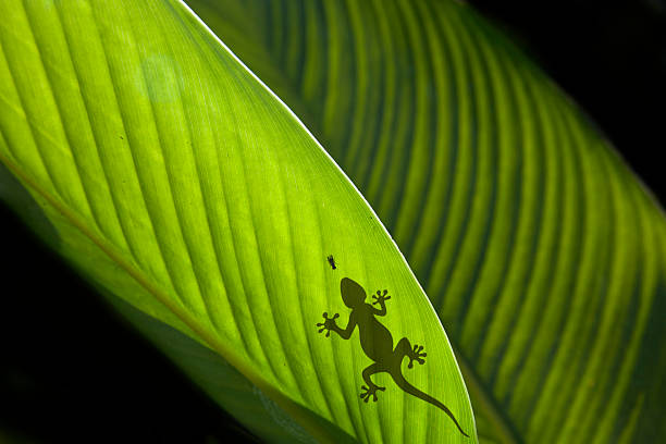 istock Macro shot of leaf with lizard 121197491