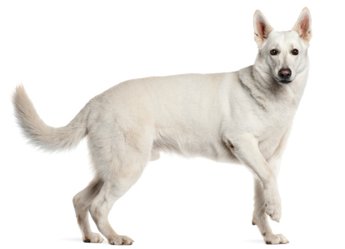 Berger Blanc Suisse, four years old, standing, white background.