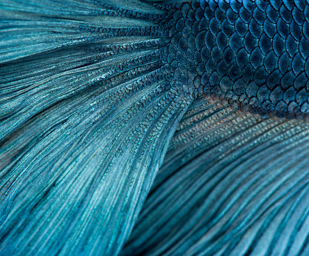 istock Close-up of Blue Siamese fighting fish, Betta Splendens. 121197550