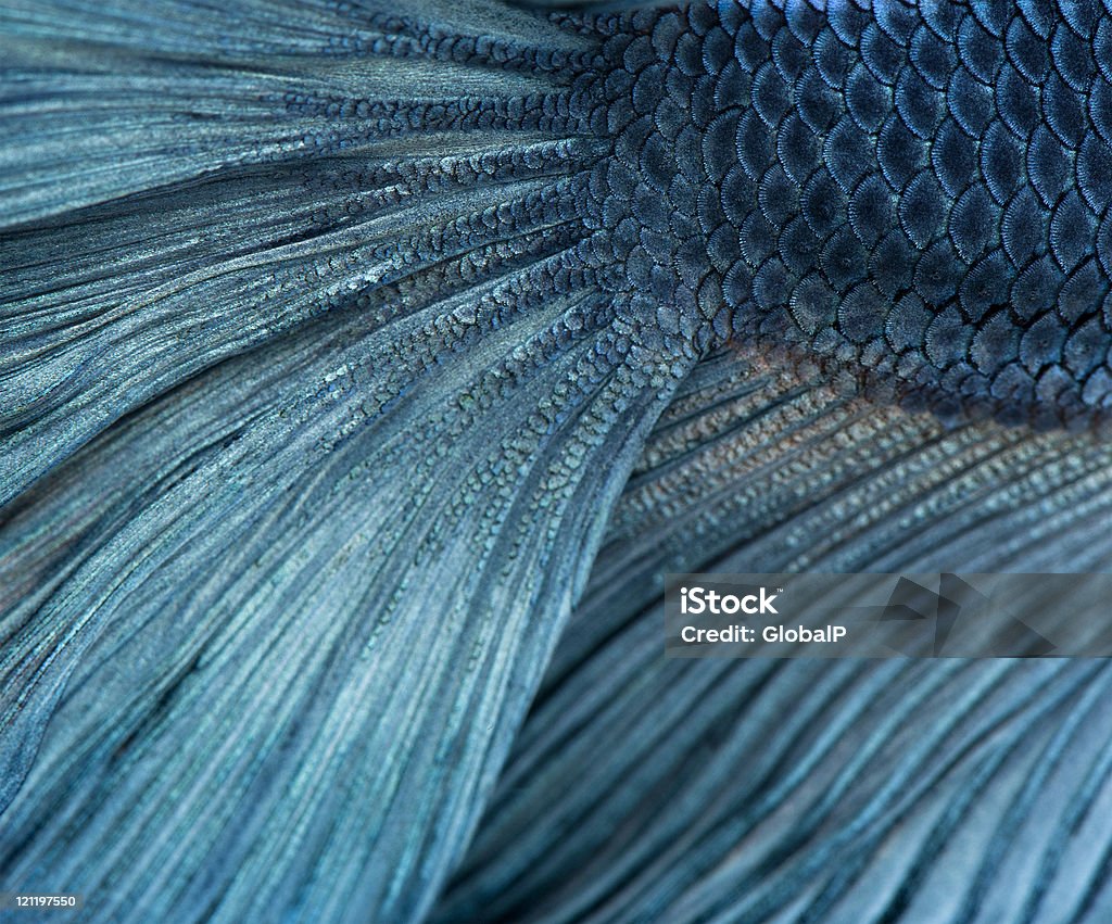 Close-up of Blue Бойцовая рыбка, Betta Splendens. - Стоковые фото Белый фон роялти-фри