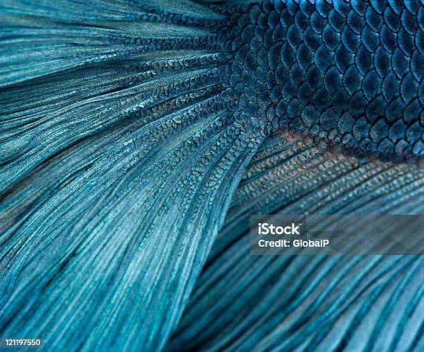 Closeup Of Blue Бойцовая Рыбка Betta Splendens — стоковые фотографии и другие картинки Белый фон - Белый фон, Бойцовая рыбка, Без людей