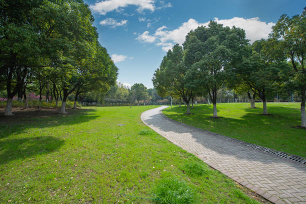 parki, łąki i gęste lasy pod bezchmurnym niebem wiosną - tree landscape landscaped forest zdjęcia i obrazy z banku zdjęć