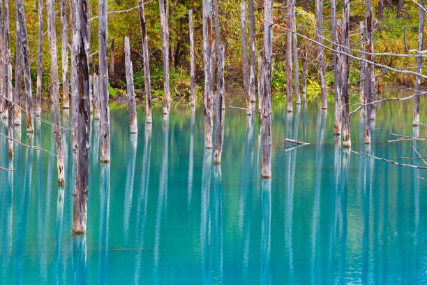 Shirogane Blue Pond, Hokkaido, Japan Close up dead tree trunks standing in the blue water. shirogane blue pond stock pictures, royalty-free photos & images