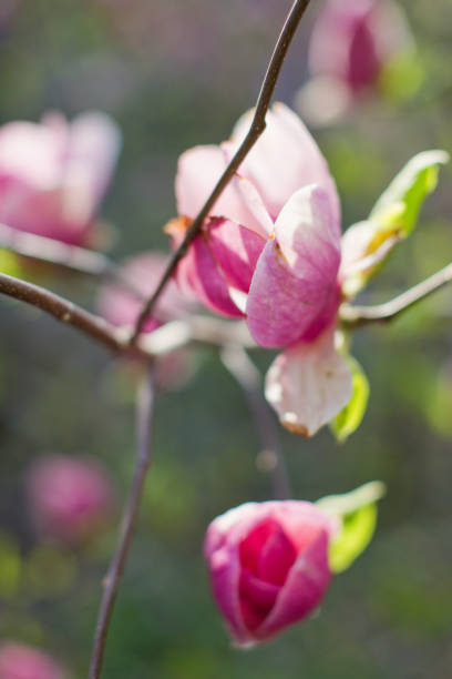 istock Blossom magnolia tree with pink and white flowers 1211977301