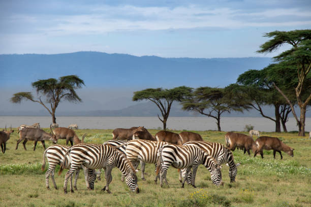 istock Savanne landscape, Lake Naivasha, Kenya 1211979918