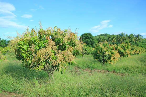 istock Mango trees in field with bunches of mango flowers. 1211981208