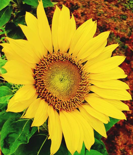 Golden sunflower in the sunny summer field, field of blooming sunflowers on a background sunset