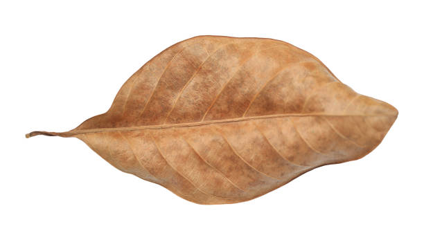 istock Brown dry leaves isolated over white background. 1211981362