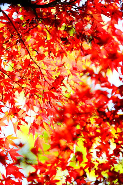 istock Autumn leaves in Japan 1211981577