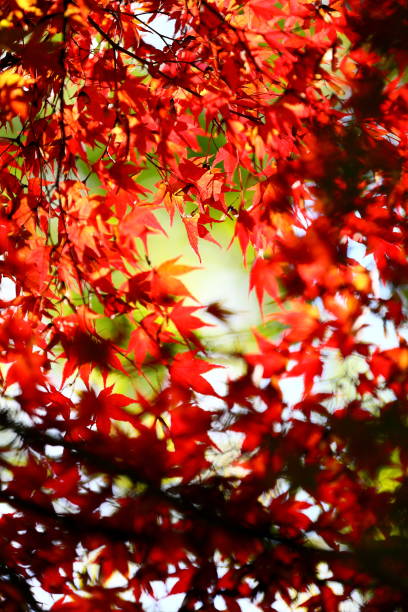 istock Autumn leaves in Japan 1211981673