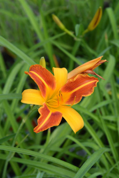 istock Daylily All American Chief 1211981728