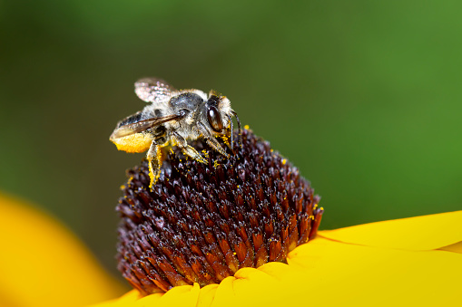 Megachilidae bee gathering pollen on a yellow rudbeckia flower on a green blurred background