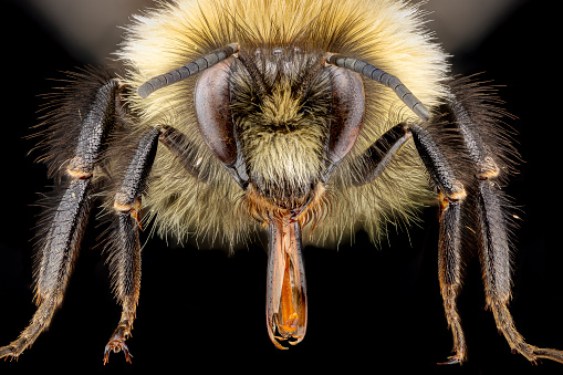 Vista frontal sobre un abejorro de una colección de insectos sobre un fondo oscuro photo
