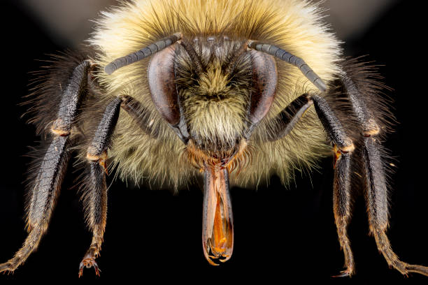 Front view on a bumblebee from an insect collection on a dark background stock photo