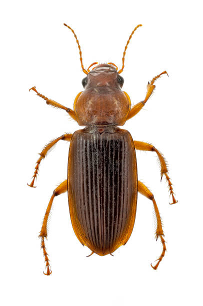 istock Top view on a harpalus erraticus coleoptera from an insect collection on a white background 1211981791