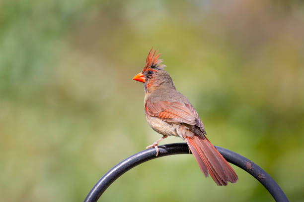 istock Perched female cardinal bird on a green blurred background 1211981806
