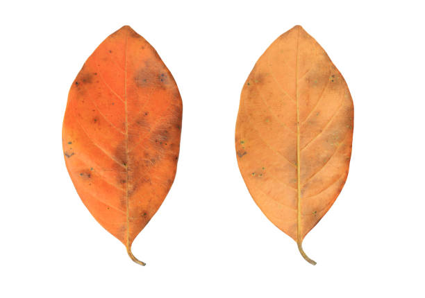 istock Dry autumn leaves isolated over white background. 1211981978
