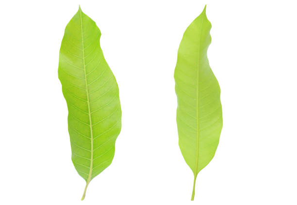 istock Fresh green mango leaves isolated on white background. 1211982020