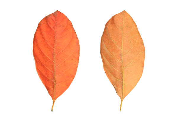 istock Dry autumn leaves isolated over white background. 1211982032