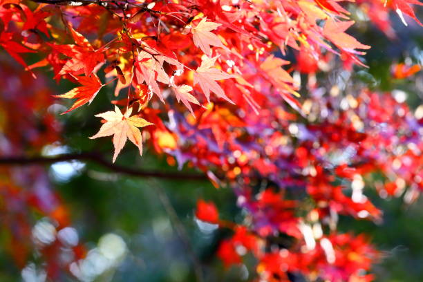 istock Autumn leaves in Japan 1211982576