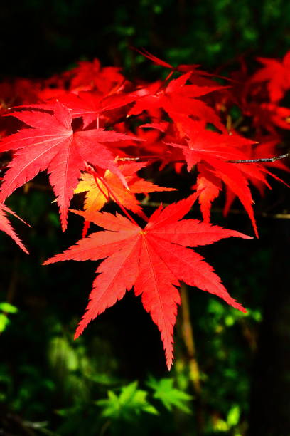istock Autumn leaves in Japan 1211982616