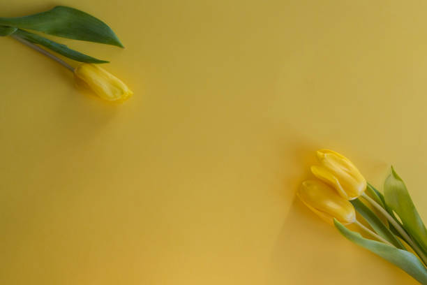istock Three yellow tulips flat lay on yellow background lying in the sunshine 1211982688