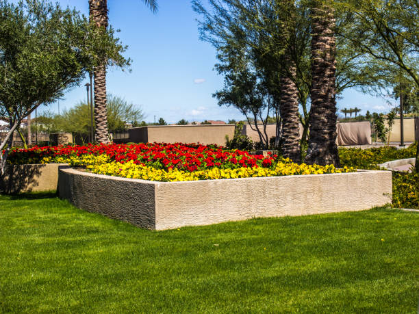 Colorful Red & Yellow Perennials In Flower Bed Colorful Red And Yellow Perennial Flowers With Palm Trees ornamental garden palm tree bush flower stock pictures, royalty-free photos & images