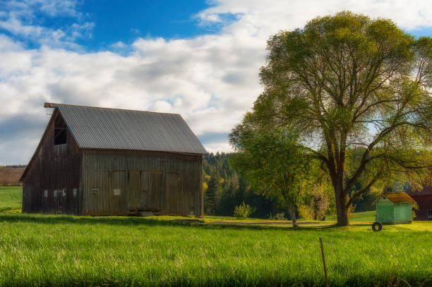 Country side scene of a barn with lush green surroundings and a white oak tree with a tire swing under cloudy skies in rural Oregon