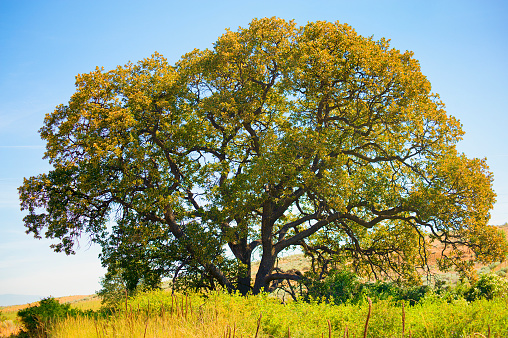 Garry Oak, also known as Oregon White Oak tree in Central Oregon near Dufur.