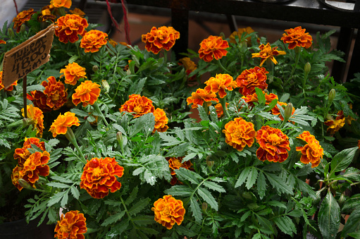 Orange marigold (Tagetes erecta) flowers in greenhouse