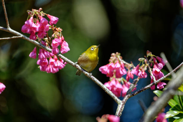 istock Warbling white-eye passerine bird on a branch 1211986139