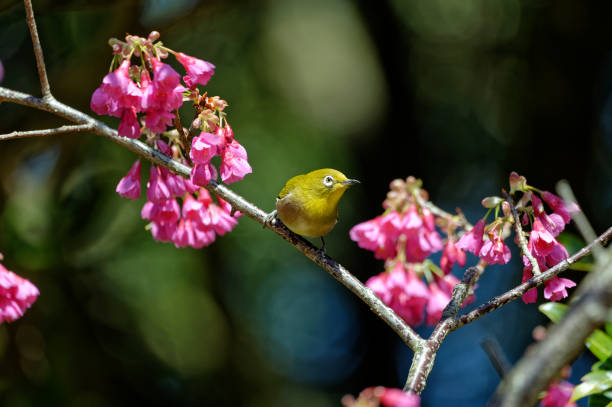 istock Warbling white-eye passerine bird on a branch 1211986212