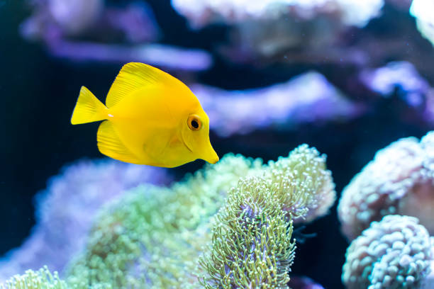 istock Zebrasoma salt water aquarium fish 1211986270