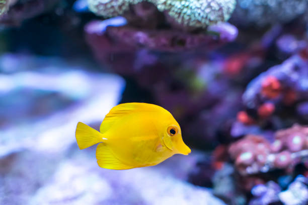 istock Zebrasoma salt water aquarium fish 1211986299