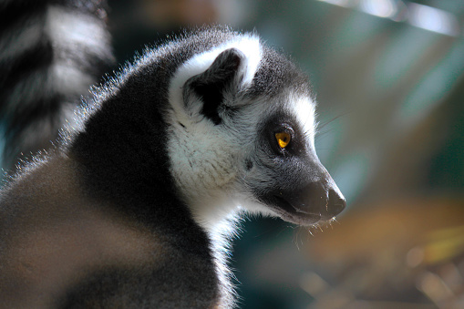 A lemur close-up